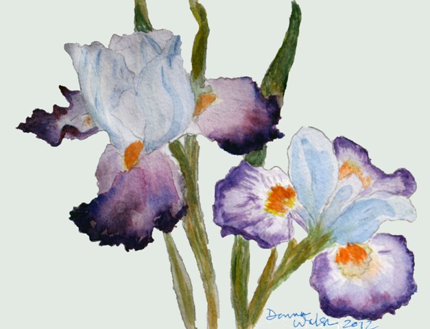 Purple Iris