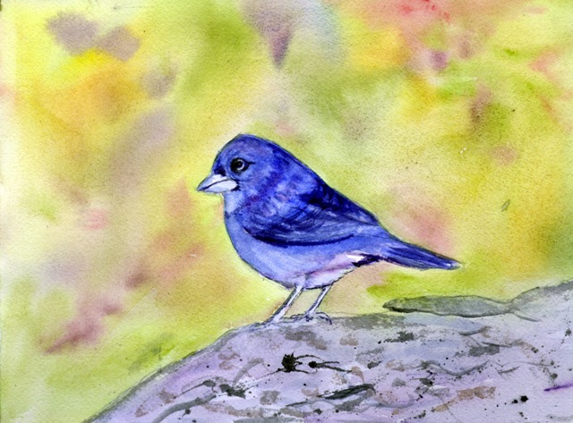 Blue Chaffinch