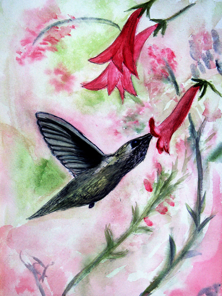 Angies Humming Bird